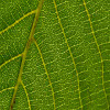 Jigsaw: Leaf Veins