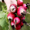 Jigsaw: Radishes